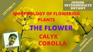 JUNIOR INTERMEDIATE BOTANY/ THE FLOWER (Calyx & corolla ) (English via Telugu teaching)