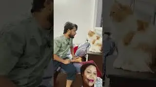 Billu ke khane mein commission #comedy #cat #funny #entertainment #catcomedy #youtubeshorts