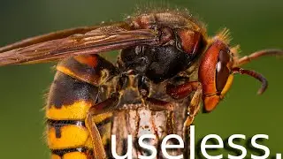3 Of The Most Useless Animals