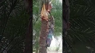খেজুর গাছ কাটার খুব সুন্দর একটা দৃশ্য #train ##content ❤️🫶🫶❤️✅