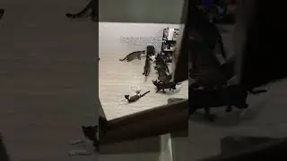 Smart automatic cat feeder