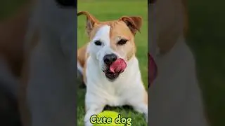 Beautiful dog short video