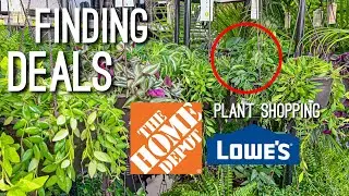 Vigoro Houseplants on Sale! Plant Shopping at Lowes & Home Depot