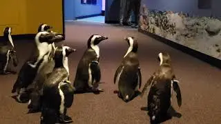 African Penguins Explore at Mystic Aquarium