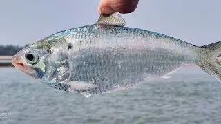 Catching hilsa fish in odisha fishing net and boat|Medium size hilsa fish #hilsafish  #seafishplanet