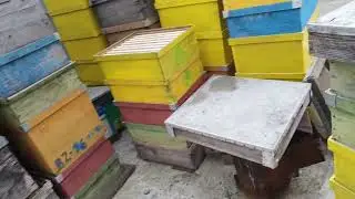 Cum se produce mierea premium . Prima etapă.