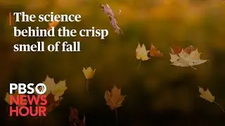WATCH: The science behind the crisp smell of fall