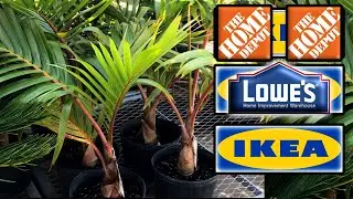 HousePlant Mini City Tour || Ikea, Lowes, Home Depot