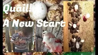 Quail: A New Beginning (2019) ~ Incubator Check ~ Rite Farms Pro 3600