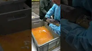 How To Remove Fish Eggs? #shorts @Fact2Fact