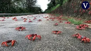 Los cangrejos rojos gigantes inician su migraci&oacute;n en la isla de Navidad de Australia