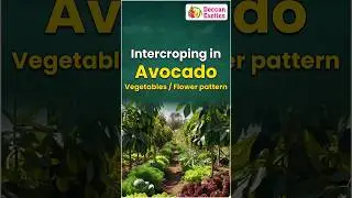 Avocado Intercropping || Intercropping in Avocado Farming || #shorts #ytshorts #avocadofarming