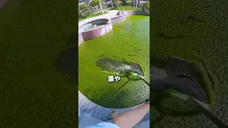 汚れたプールの水を抜かずに掃除する方法