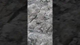 Markhor fight and jump 😱😡 #shorts