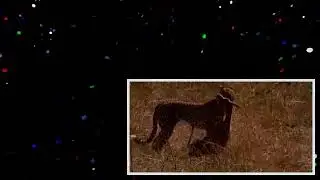 Cheetah hunting gazelle _ Big Cat Diary _ BBC