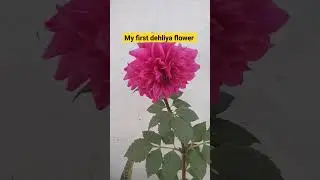 my dehliya plant care #gardening #shorts #viral#flower
