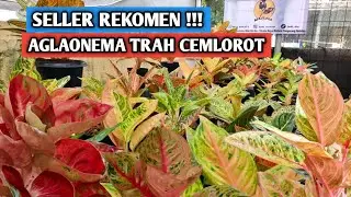 Spesial Aglaonema Trah Cemlorot !!!