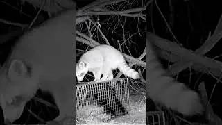 Clever Raccoon Tries to Steal Food on Game Cam | Texas Hill Country Wildlife
