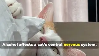 Alcohol Poisoning in Cats 🐱⚠️ Why Even a Sip Can Be Deadly! | Symptoms & Emergency Help