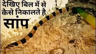बिल में से किस तरह निकाला सांप/Rescue common Kukri snake