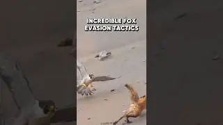 Fox Escape Master Class #shorts #wildlife #fox