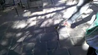 Wild Bird Eating food out of My hand!