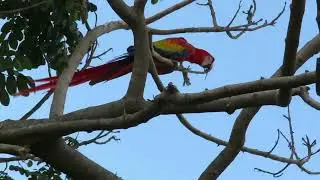 GUACAMAYA, PAPAGALLO, GUARA, O LAPA ROJA, EL AVE NACIONAL DE HONDURAS.