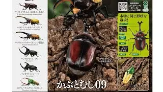 『かぶとむし09』いきもの大図鑑 コンプリート開封動画 ガシャポン ガシャガシャ