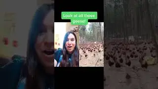 #geese #chicken #lookatallthosechickens #crazy