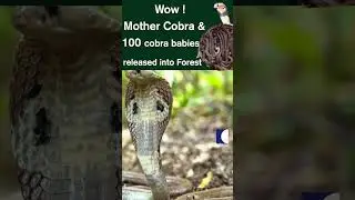 See what happens when Vava releases a bottle of cobra babies