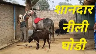🐎 घोडी लेने की तलाश में एक और दिन A full day spend in search of a good horse 🐎 