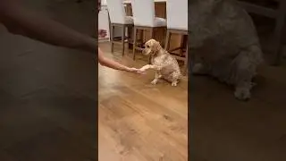 Dog doing amazing tricks! #dogs #shorts