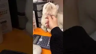 Work Is Better with Golden ❤️🐾 | Tiny Paw