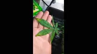 Tips for clones and what to look for