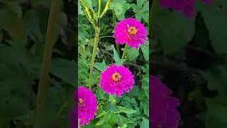 Dahlia Honka Pink @ Buzzy Bee Garden & Kitchen 🐝 🌸 🌼 🌻 🥘