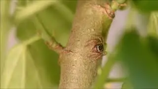 V&iacute;deo macro da aranha-saltadora