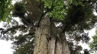 1,900 Year Old Totara Tree - Pouakani Forest