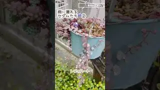 梅雨のセダムたち#多肉植物 #セダム#クラッスラ