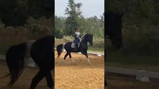 Left-lead Canter to Trot to Right-canter 🐎😃 #horse #horseriding #equestrian