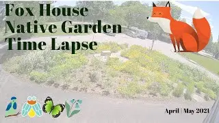 Native Pollinator Garden Time Lapse - April & May 2021