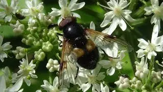 Volucella pellucens - (Linnaeus, 1758) - (Syrphidae) - Volucelle &agrave; ventre blanc en devant