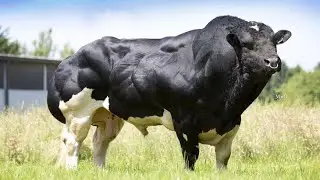 Unbelievable Muscle! Meet the Belgian Blue Bull - Nature&rsquo;s Bodybuilder!