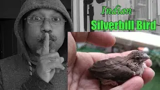 Indian Silverbill birds || small birds