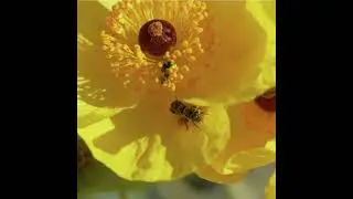 S5E3: How Honeybees Threaten The Desert's Native Pollinators