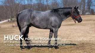 SOLD FQHR Mr Huckleberry | 2017 Blue Roan AQHA Gelding | Dixie Horse Auction, Troutman, NC
