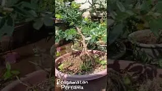 Budidaya Kaliandra Sulimaraja surinamensis #shorts