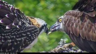 Long Close Up Of Female Osprey Feeding Chick &ndash; June 5, 2018
