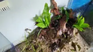 How to - Small tank setup.  Fluval Flex 15 gallon