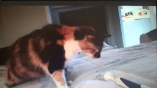 Cat vs Electric Tooth Brush