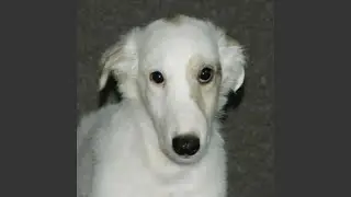 throw the dog a bone